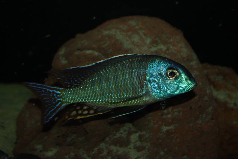 Tramitichromis cf. lituris 'Tanzania'
